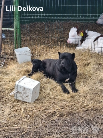 Кане Корсо куче 