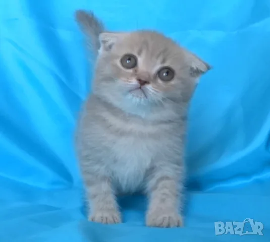 Шотландски клепоухи котенца, снимка 6 - Британска късокосместа - 56045647