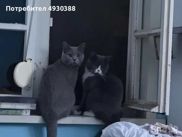 Британски късокосмести смесени , снимка 6 - Британска късокосместа - 55969992