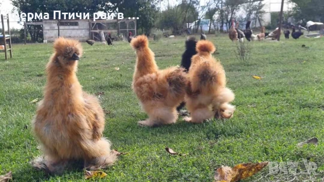 петлета американска копринка, снимка 5 - Кокошки и пуйки - 51691092