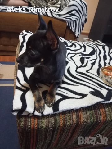 пинчер продавам , снимка 2 - Пинчер - 52895032