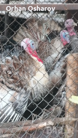 Продавам мъжки пуяци 15лв кг живо тегло , снимка 2 - Кокошки и пуйки - 53205577