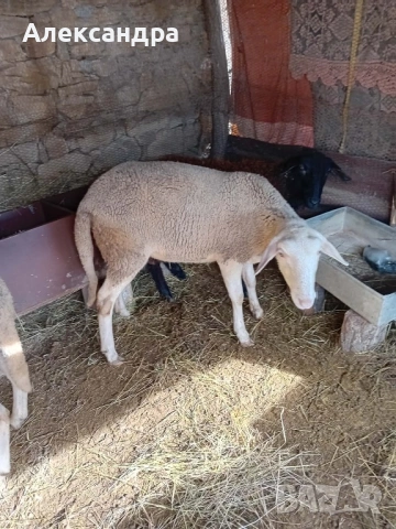Продавам три женски шилета и един овен, снимка 3 - Овце - 53558975