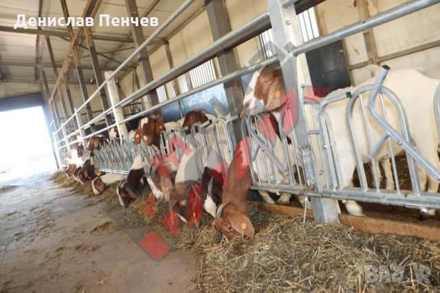 Хранителни решетки със заключващ механизъм за овце и кози, снимка 9 - За селскостопански - 34655140