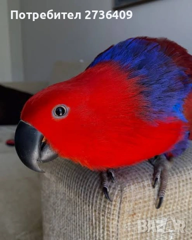 Благородни папагали Еклектус, снимка 7 - Папагали - 52723213