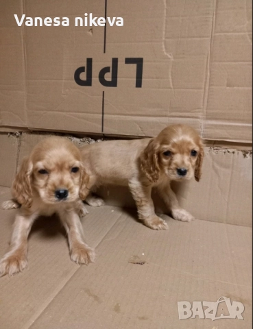 Чистокръвни Кокер Шпаньоли