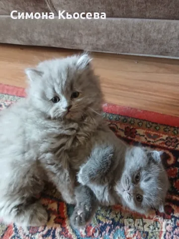 Котета британчета, снимка 2 - Британска късокосместа - 56245501