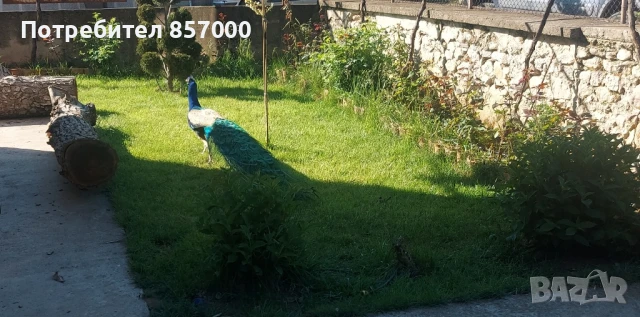 Индийски пауни - 2 чифта , снимка 1