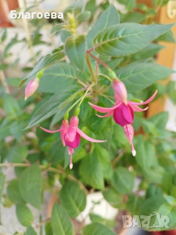 Обичка многогодишна/Фуксия Магеланика розова