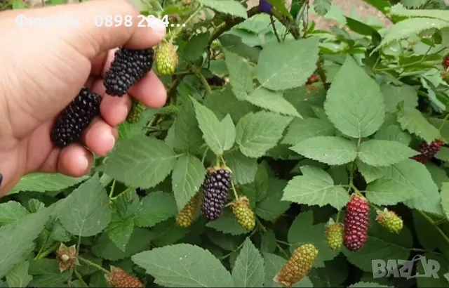 Къпина карака блек - Karaka Black, снимка 2 - Разсади - 48656907