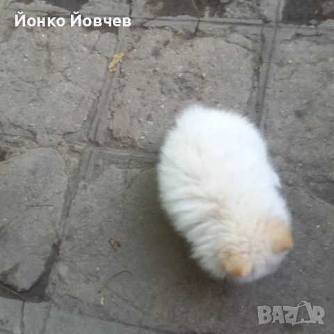 Немски шпиц  , снимка 8 - Немски шпиц - 50529986