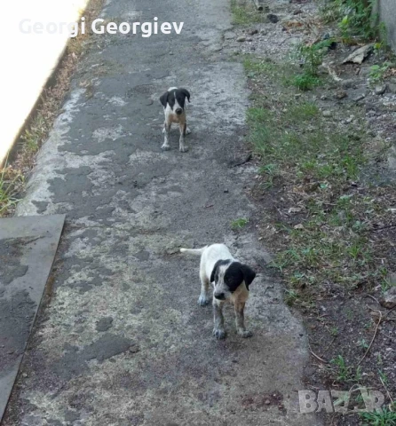 Подаряваме кученца , снимка 2 - Померан - 51131240