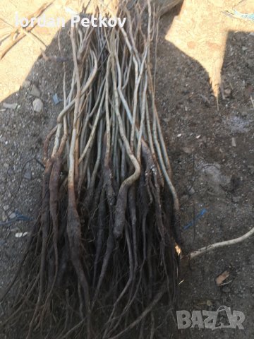 Орехови фиданки, снимка 17 - Разсади - 31385115