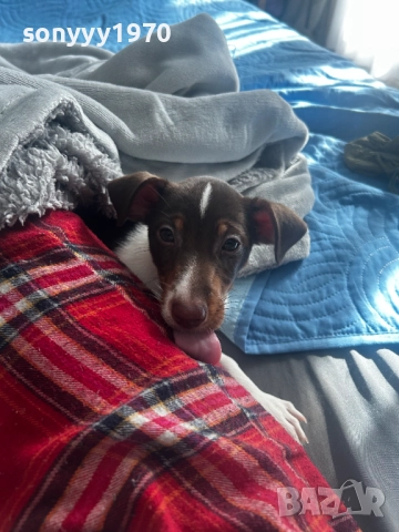 ПРОДАВАМЕ ДЖАК РЪСЕЛ ЖЕНСКО 2710251941, снимка 7 - Джак ръсел териер - 52202849