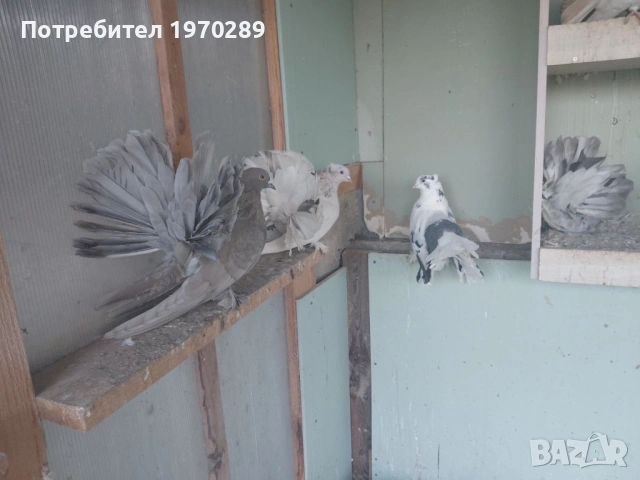 Индийски фенерлии