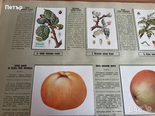 Царство България-Илюстрованъ Албумъ- Агрономия, снимка 7 - Антикварни и старинни предмети - 41481502