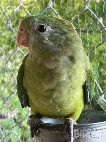 Различни видове папагали , снимка 8 - Папагали - 51972963