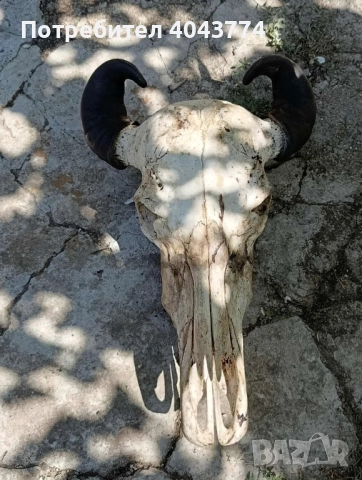 Череп от бивол