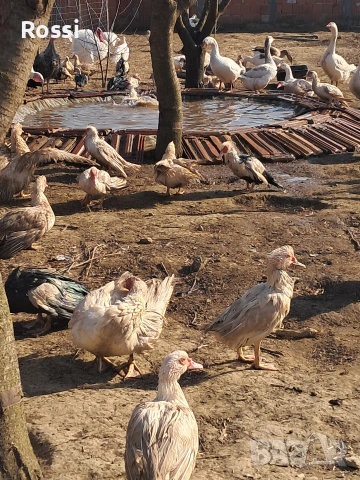 Неми патици, снимка 2 - Патици и гъски - 53837625