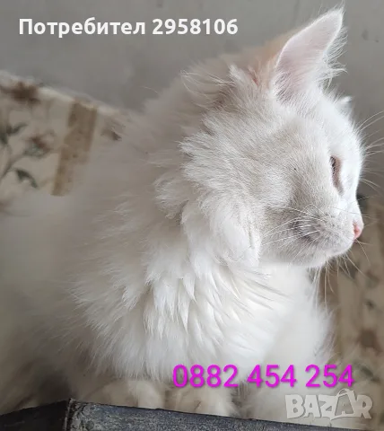 снежно бели котенца, 5мес., снимка 2 - Британска късокосместа - 56191125