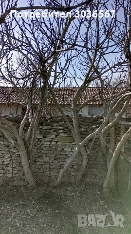 Смокини разсад, снимка 5 - Разсади - 53756064