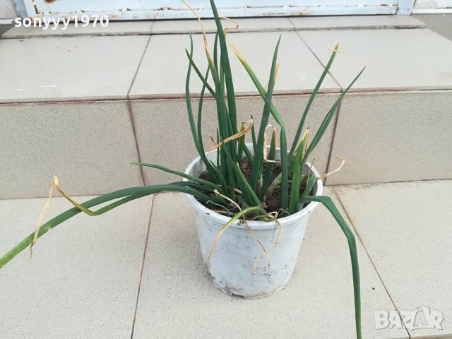 лук в саксия с пръст-за дома терасата 2102241331, снимка 3 - Стайни растения - 44399041
