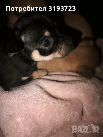Малки пинчери бебета, снимка 5 - Пинчер - 53383854