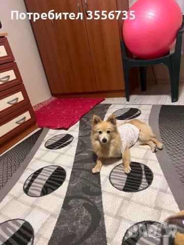 Померан Шпитц, снимка 7 - Немски шпиц - 52676167