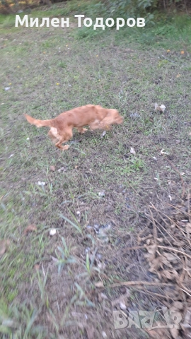 Куче търсач на трюфели , снимка 6 - Кокер шпаньол - 52158618