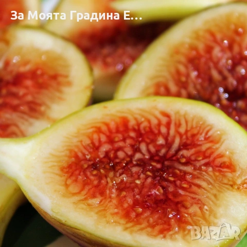 Смокиня - Брунсуик, снимка 6 - Градински цветя и растения - 53618378