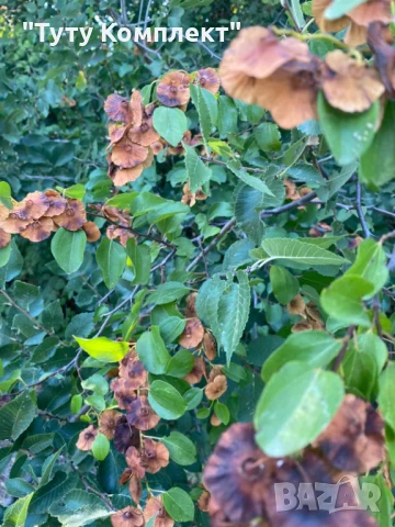 Продавам сушени билки - жълт кантарион,драка и хвощ на килограм , снимка 4 - Домашни продукти - 51324955