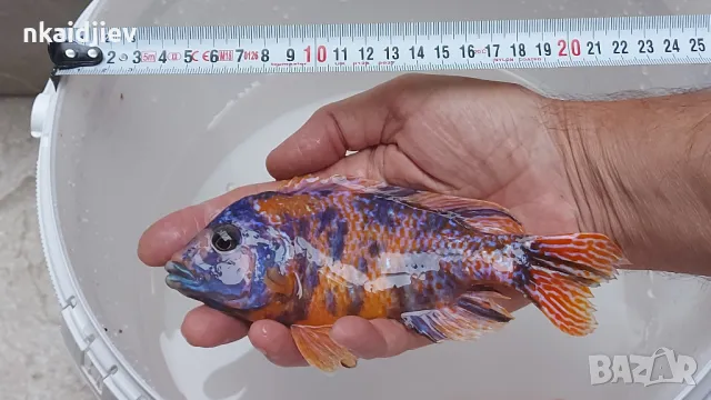 Перфектни, пъстри, цветни риби (цинотилапии и аулонокари), снимка 10 - Рибки - 47399931