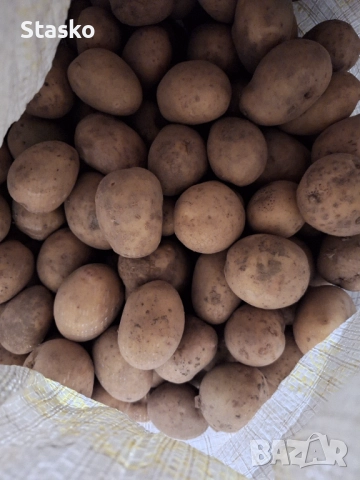 Картофи за семе