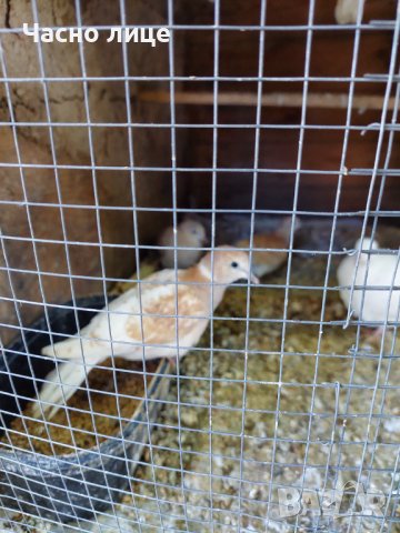 смеищисе гугутки на едро и дребно , снимка 2 - други­ - 14319229