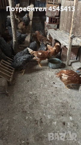 Кокошки ярки, уоман барун и спербек, снимка 2 - Кокошки и пуйки - 52341582