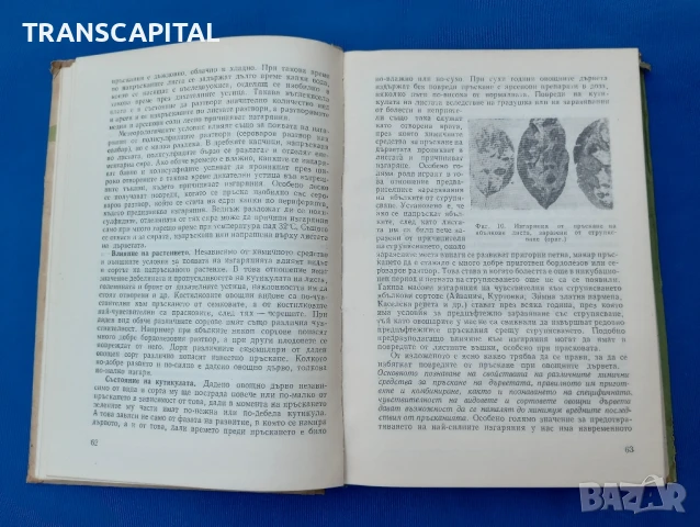 Болести и неприятели по овощните култури , снимка 6 - Други - 51338193