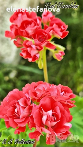 Комплект от сортови мушката / пеларгонии, снимка 3 - Стайни растения - 53343044