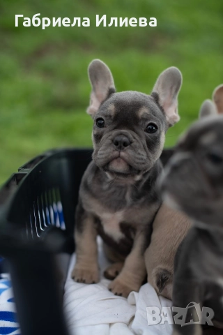 Чистокръвни френски булдочета, снимка 4 - Френски булдог - 52425579