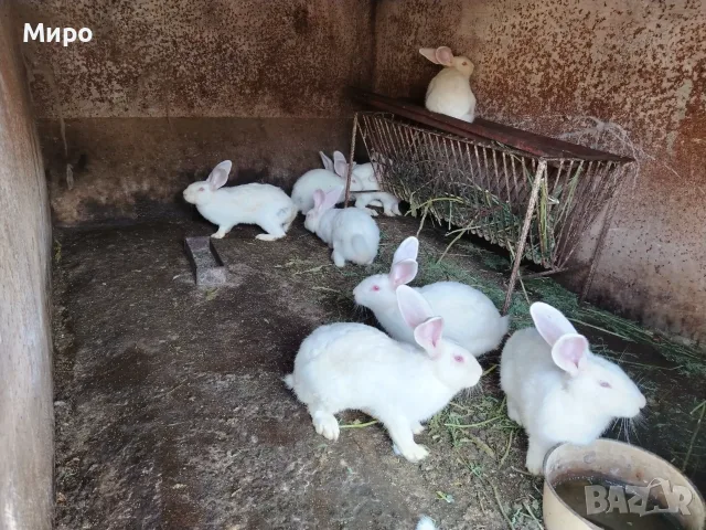 Зайци Цика за разплод и клане, снимка 2 - За гризачи - 56150290