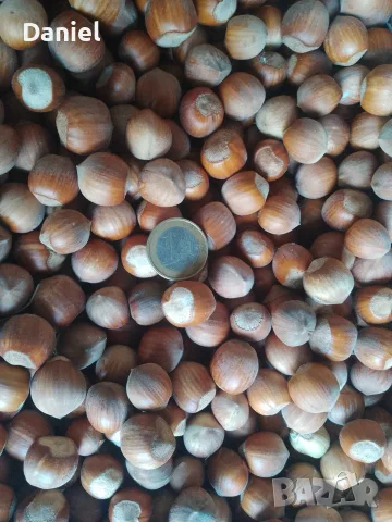 🌰 Пресни лешници