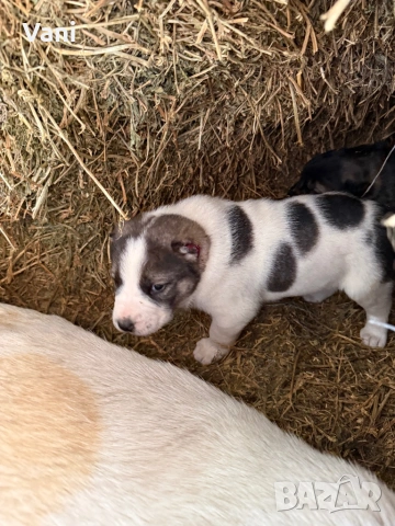 Алабай /САО  чистокръвни , снимка 7 - Кангал - 53735780