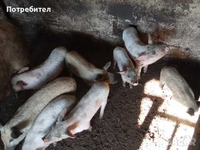 Прасенца отбити имунизирани 150лв, снимка 5 - Прасета - 52661915