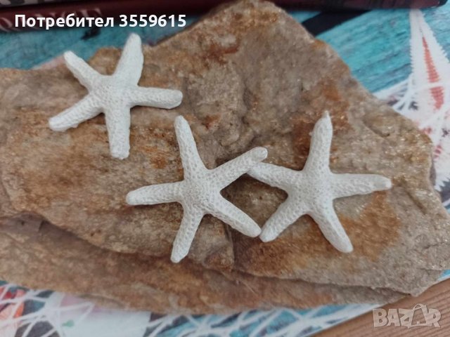 морски звезди от Червено море, снимка 3 - Други - 41347110