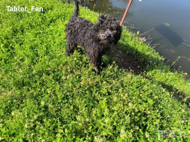  лабрадудел с две ваксини , снимка 4 - Пудели - 50739705