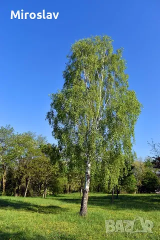 Бяла бреза (Betula pendula), снимка 3 - Градински цветя и растения - 47644562