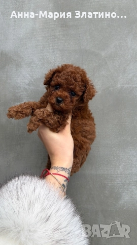 Той пудел ред браун , снимка 12 - Други - 52886172