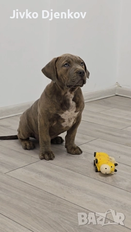 Американско були / American bully XL , снимка 8 - Други - 52453803