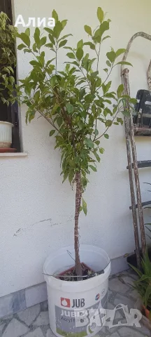 Многогодишен зелен храст Euonymus japonicus, снимка 5 - Градински цветя и растения - 41324609