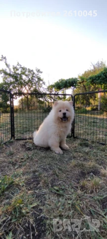 Чау чау момче, снимка 1