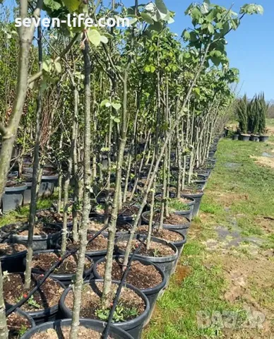 Фиданки медоносна липа и акация с наситен аромат , снимка 4 - Градински цветя и растения - 38344996